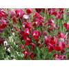 Cytisus 'BOSKOOP RUBY' čilimník