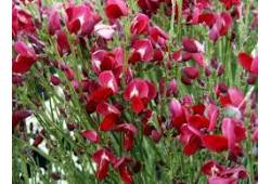 Cytisus 'BOSKOOP RUBY' čilimník