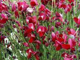 Cytisus 'BOSKOOP RUBY' čilimník