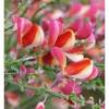 Cytisus  - GOLDFINCH Čilimník