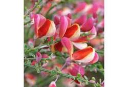 Cytisus  - GOLDFINCH Čilimník