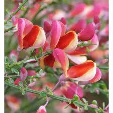 Cytisus  - GOLDFINCH Čilimník