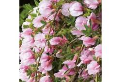 Cytisus ´Moyclare Pink´ Janovec Čilimník