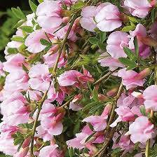 Cytisus ´Moyclare Pink´ Janovec Čilimník