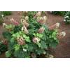 Hortenzie dubolistá (hydrangea quercifolia) Jetstream