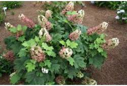Hortenzie dubolistá (hydrangea quercifolia) Jetstr..