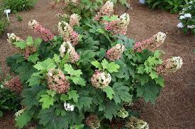 Hortenzie dubolistá (hydrangea quercifolia) Jetstream