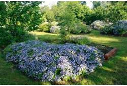 Hortenzie pilovitá 'Magic Pillow'