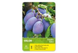 Švestka Valor - samosprašná