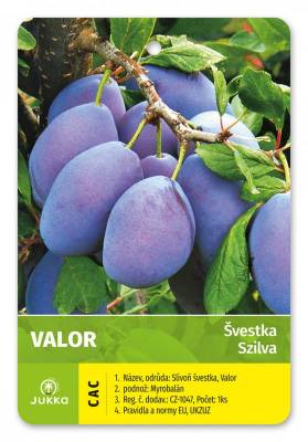 Švestka Valor - samosprašná