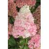 Hortenzie latnatá - VANILLE-FRAISE