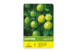 Angrešt keřový bílý MARTENS