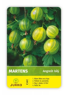 Angrešt keřový bílý MARTENS