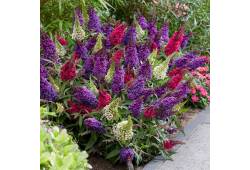 Buddleja - letní šeřík (motýlí keř)