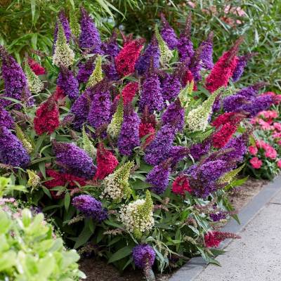 Buddleja - letní šeřík (motýlí keř)