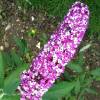 Buddleja - letní šeřík (motýlí keř)