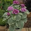 Clerodendrum bungei 'Pink Diamond' - blahokeř Bungeův 'Pink Diamond'