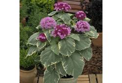Clerodendrum bungei 'Pink Diamond' - blahokeř Bung..