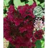 Hydrangea paniculata 'Wim's Red' - hortenzie latnatá