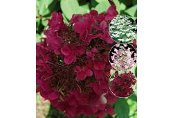 Hydrangea paniculata 'Wim's Red' - hortenzie latna..
