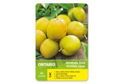 Renklóda (Ryngle) Ontario