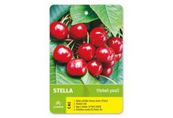 Třešeň STELLA samosprašná