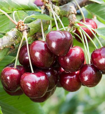 Třešeň sloupcovitá Compact Stella