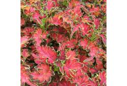 Coleus x blumei (africká kopřiva) ´Copinto® Plante..