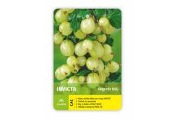 Angrešt stromkový bílý INVICTA