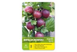 Angrešt stromkový červený NIESLUCHOWSKI