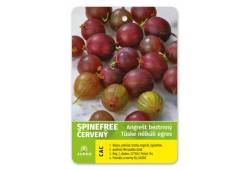 Angrešt stromkový červený SPINE FREE beztrnný
