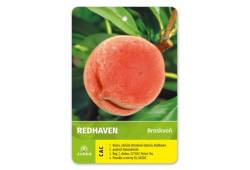 Broskvoň REDHAVEN