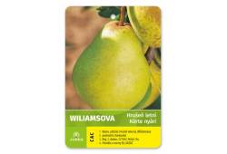 Hrušeň WILLIAMSOVA - letní