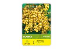 Rybíz stromkový bílý - BLANKA