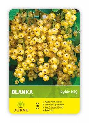 Rybíz stromkový bílý - BLANKA