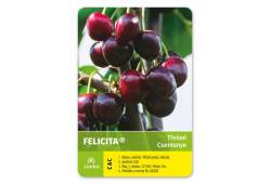 Třešeň FELICITA - pozdní samosprašná
