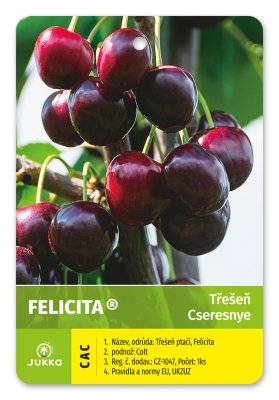 Třešeň FELICITA - pozdní samosprašná