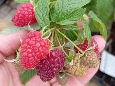 Maliník POLANA - stáleplodící