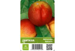 Nektarinka FANTASIA
