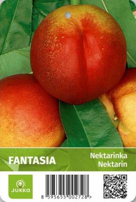 Nektarinka FANTASIA