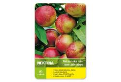 Nektarinka MINI NEKTINA