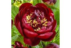 Pivoňka čínská 'Buckeye Belle' - Paeonia lactiflor..
