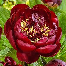 Pivoňka čínská 'Buckeye Belle' - Paeonia lactiflora 'Buckeye Belle'