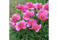 Pivoňka lékařská 'Anemoniflora' - Paeonia officina..