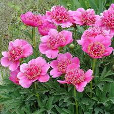 Pivoňka lékařská 'Anemoniflora' - Paeonia officinalis 'Anemoniflora'