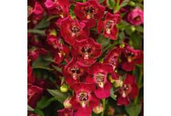 Angelonia (Andělské řasnice)