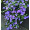 Svlačec savojský 'Manati Deep Blue' (Convolvulus sabatius 'Manati Deep Blue')