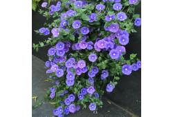 Svlačec savojský 'Manati Deep Blue' (Convolvulus s..