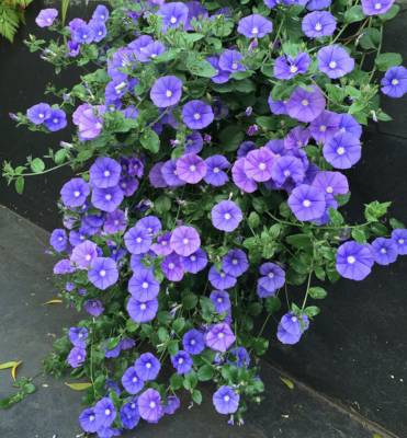 Svlačec savojský 'Manati Deep Blue' (Convolvulus sabatius 'Manati Deep Blue')