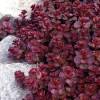 Sedum spurium ´Mahogany Red´ - Rozchodník pochybný 'Mahogany Red'